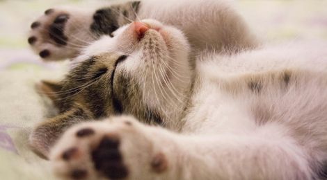 Zorgeloos op vakantie: hoe een verzekering voor je kat je gemoedsrust geeft