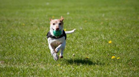 5 Supplementen voor de gezondheid van jouw hond