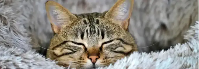 Kattenoppas aan huis verzorgt een kat tijdens oppasperiode