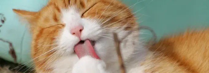 Kattenoppas aan huis gezocht