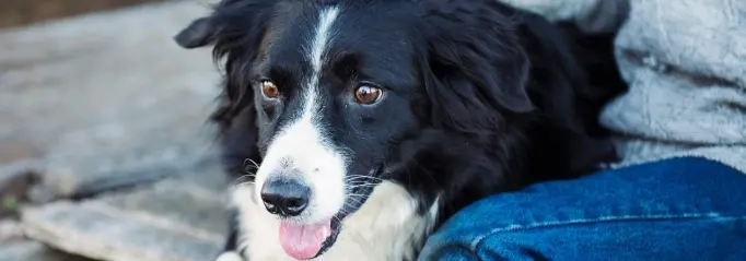 Hondenuitlaatservice gezocht hondje-uitlaten