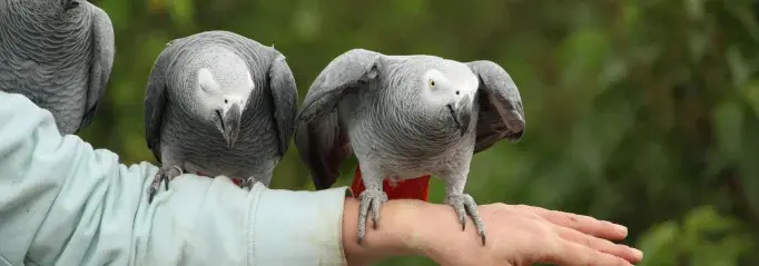 Pappegaai oppas opvang vogeloppas