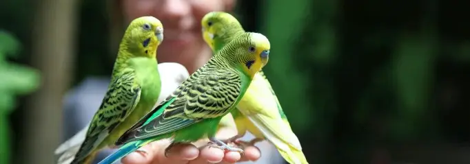 Parkiet oppas opvang vogeloppas