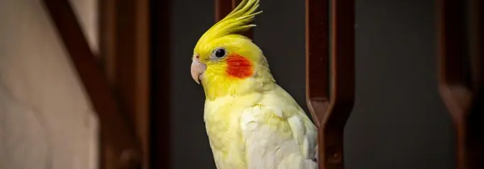 Vogeloppas vogelopvang Huisdierenoppas Parkiet