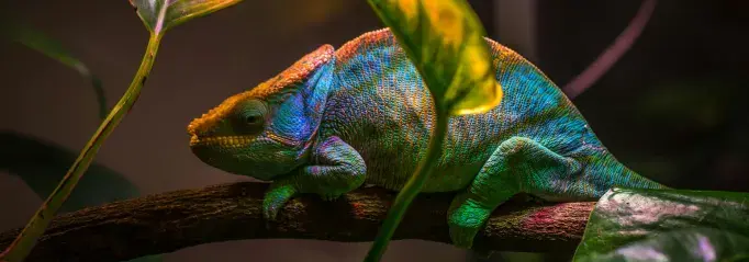 reptielen oppas reptielenopvang reptielen verzorging reptielenoppas Nederland