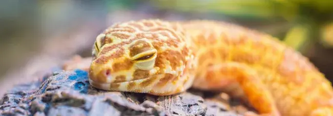 reptielen oppas reptielenopvang reptielen verzorging reptielenoppas Nederland