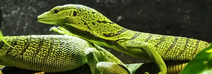 reptielen oppas reptielenopvang reptielen verzorging reptielenoppas Nederland