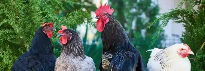 Oppas verzorgt boerderijdieren tijdens vakantie van de eigenaar