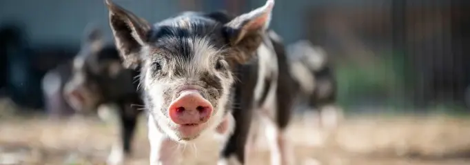 Professionele oppas verzorgt boerderijdieren met liefde en aandacht
