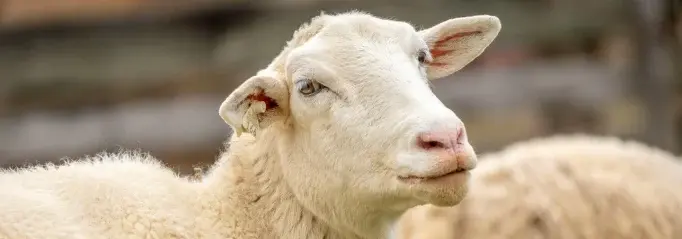 Professionele oppas verzorgt boerderijdieren met liefde en aandacht