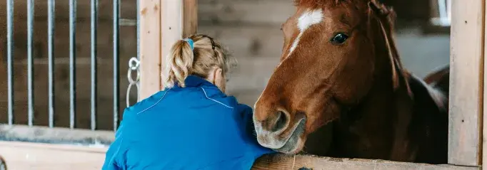 Paardenoppas service verzorger aan huis erf paardenverzorger
