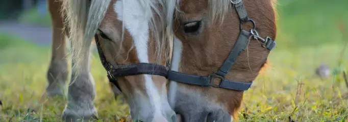 Paardenoppas service verzorger aan huis erf paardenverzorger